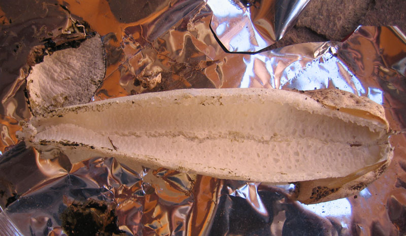 puzzolente, sotto fico - Phallus impudicus